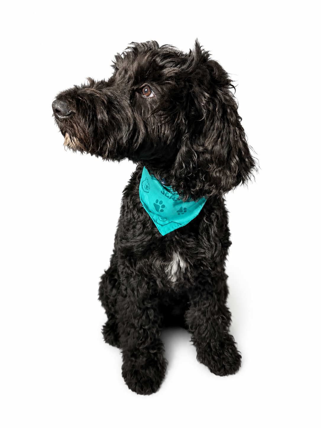 SEA BEARS PET BANDANA SMALL
